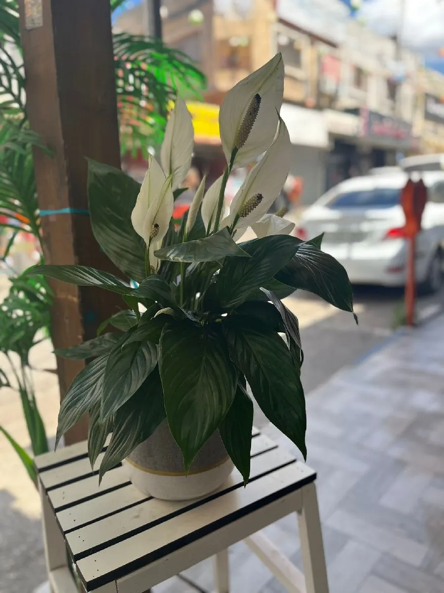 شتلة ورد طبيعي بتجنن ❤️📍